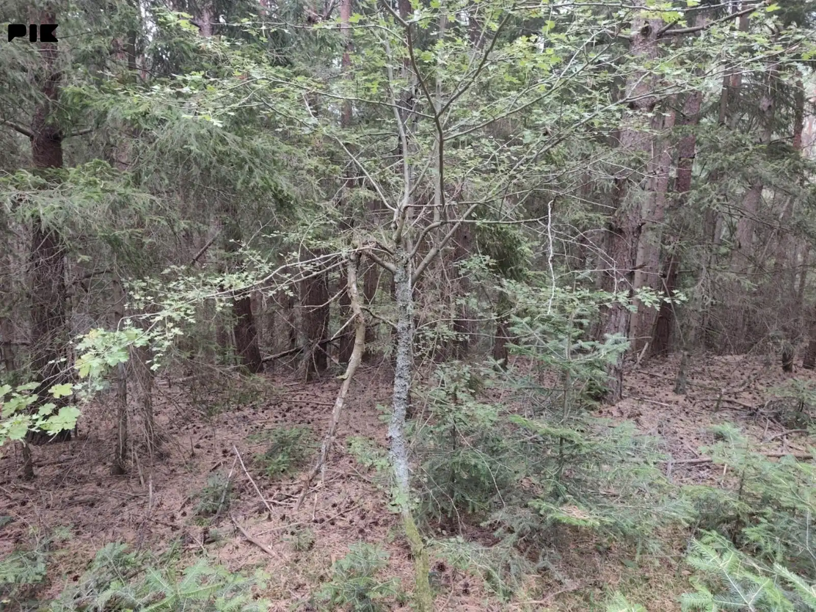 zemljiste-sainovici-pale-1020m2